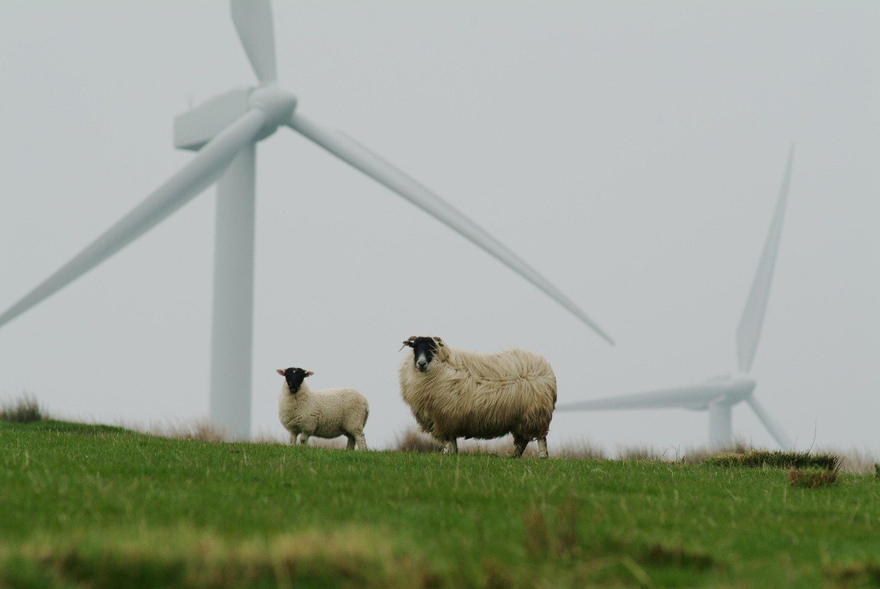 Sheep